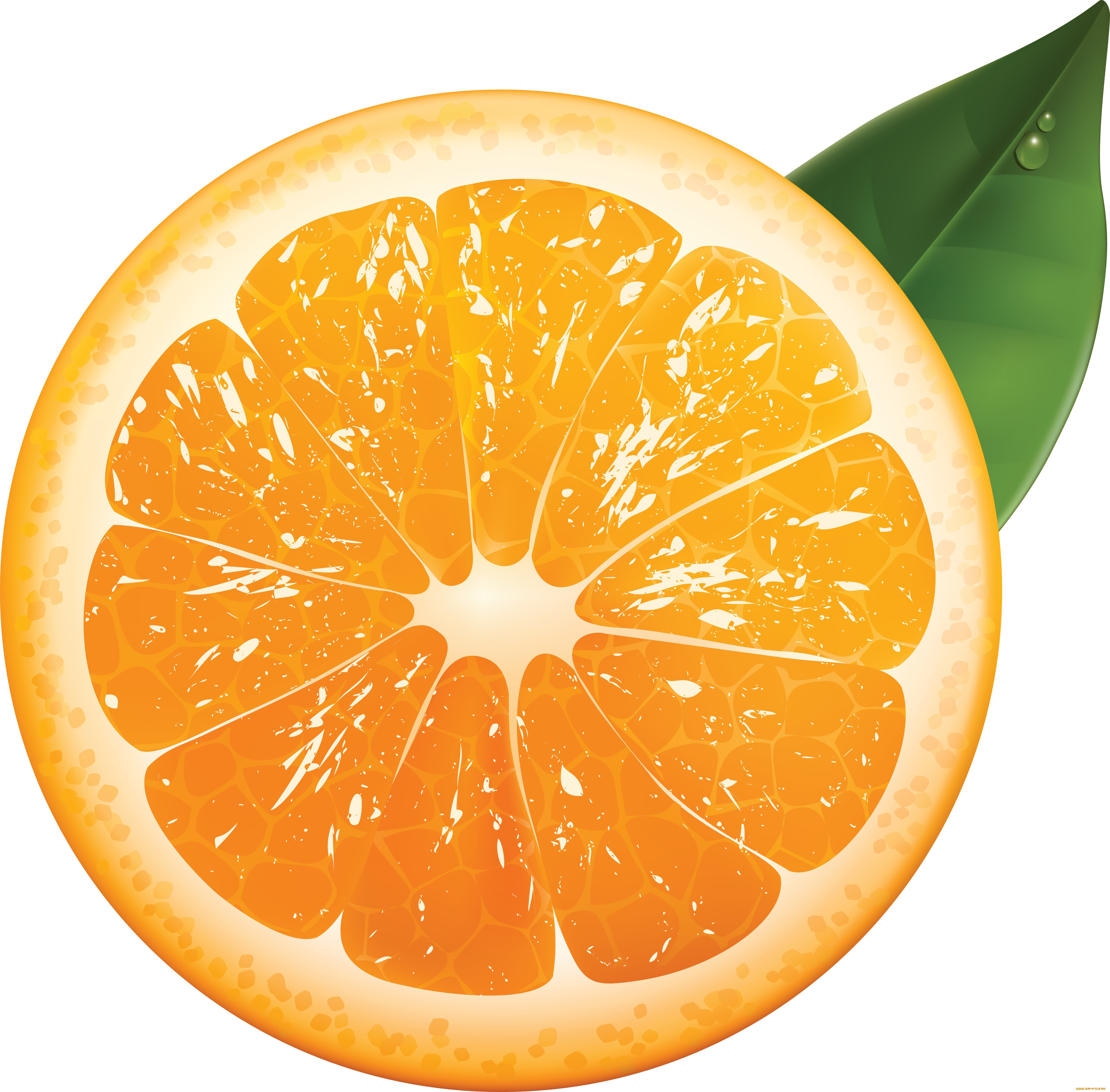 Апельсин в разрезе